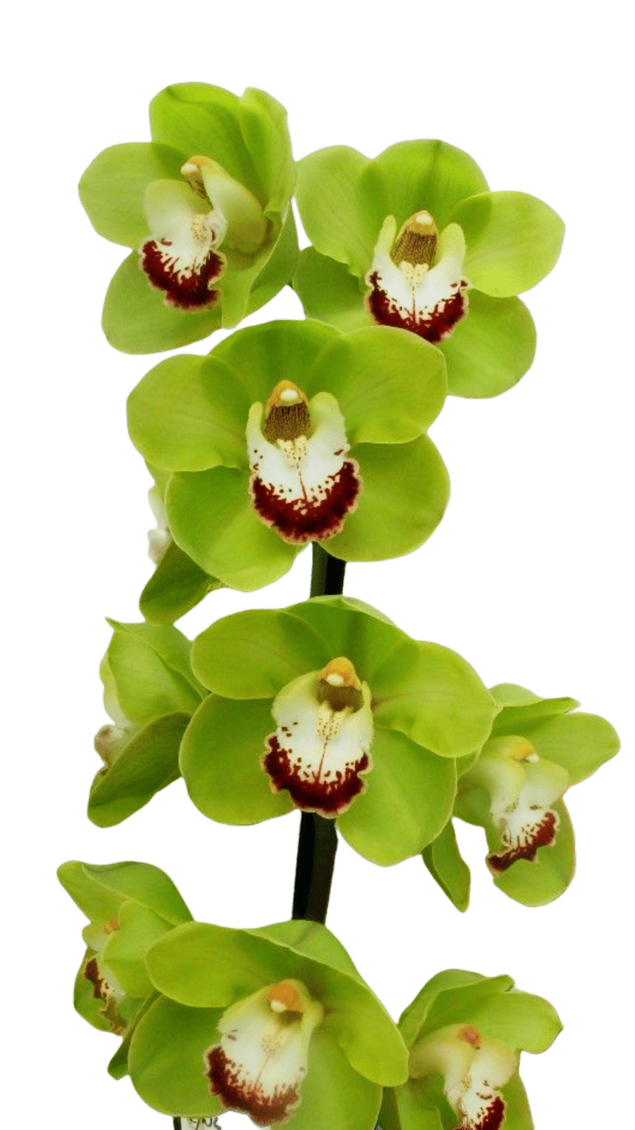 Cymbidium Valley Zenith ‘Concord’